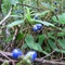 _Coccocypselum sp. (Rubiaceae)_ - see comments