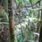 Phymatidium (Orchidaceae) - see comments below