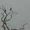 Aves de rapina (Urubus)