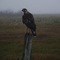 Bird of prey