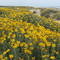 Daisies in the dunes