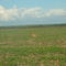 Cervo - Fazenda Pontal I