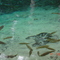 Recanto Ecológico Lagoa Azul