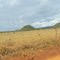 morro peito de moça em coquiral