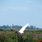 Vôo do Tuiuiú - Pantanal