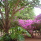 Fazenda Alto Angical, Municipio Agua Clara/MS...Parreira de Primavera