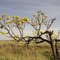 Paratudo ou Ipê-amarelo-do-cerrado (Tabebuia aurea - fam. Bignoniaceae) - Sidrolândia, MS, Brasil.