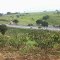 vista  da evoluçao do nordeste