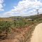 sitio calderao , sao jose da laje . alagoas