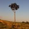 PERÓBA CENTENÁRIA  A BEIRA DA PR 580 ICARAIMA PR BRASIL Fóto : IVO RAZABONI
