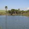 São Luiz do Norte GO. Maio de 2010. Veredas em meio a Canavial.