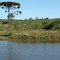 Pinheiro