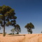 >>>Araucária-angustifólia