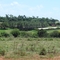SITIO FARIA...PRO=NIVALDO