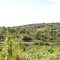 Vista de trilha na Ilha de Itamaracá