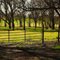 Spring on the Delta - Levee and Field