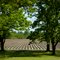 Rows and Rows - Trees Along Delta Field