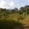 Floresta Amazônica.  Serra do Navio. AP.