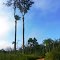 Ramal do Escondido. Serra do Navio. AP