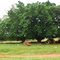 Gameleiras à frente da fazenda, antigamente, do Sr. Genésio