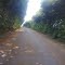 Estrada de Chão indo para Martinho Padro