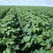 Algodão (Cotton) GS-Fazenda Juina/MT