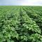 Cotton -Juina Farm/ Mato Grosso, Brasil. Grupo Scheffer. Fev.2008