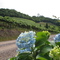 VALE  TRENTINO