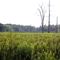 Cattails and home of the Great Blue Herons
