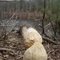 Beaver worked wood