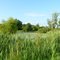 Pond on Lemon Creek Rd