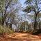 Estrada Municipal Palestina-Tanabi-sp, local conhecido como "Mata da Noiva".