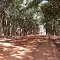 MTB- Seringueiras- Faz. Rio Preto- Próximo a Nova Granada-SP