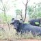 Bufalo Bill