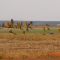 Bando de araras na margem rodovia BR163 em Itiquira, MT -