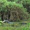 Caiman tries to eat an anaconda