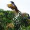 Araras, Ouro Bco do Sul    #sc
