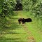 Tamanduá Bandeira no Mato Grosso - Giant Anteater #sc