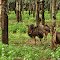 Ema na plantação de seringueira - Family of Greater Rhea in a rubber planting