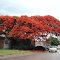 Flamboyant - Delonix regia