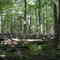 Fallen Tree, Sourland Mountain, Montgomery, NJ