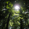Sunlight Through The Trees, Sourland Mountain, Montgomery, NJ