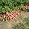 apple trees