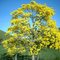 Ipê Amarelo