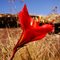 Hippeastrum sp. (Amaryllidaceae), Parque Estadual do Ibitipoca, Conceição do Ibitipoca, MG, Brasil.