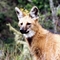 Lobo Guará (Chrysocyon brachyurus)..Maned Wolf
