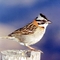 Tico Tico (Zonotrichia capensis)