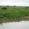 Landscape near Porto Jofre with Caimans, Brasilien, Mato Grosso, Pantanal