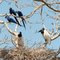 Hyacinth Macaws and Jabirus