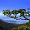 The hanging branch